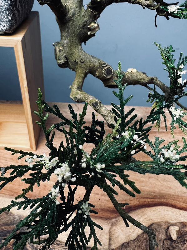 Lone Pine - Cascades (Preserved Plants)