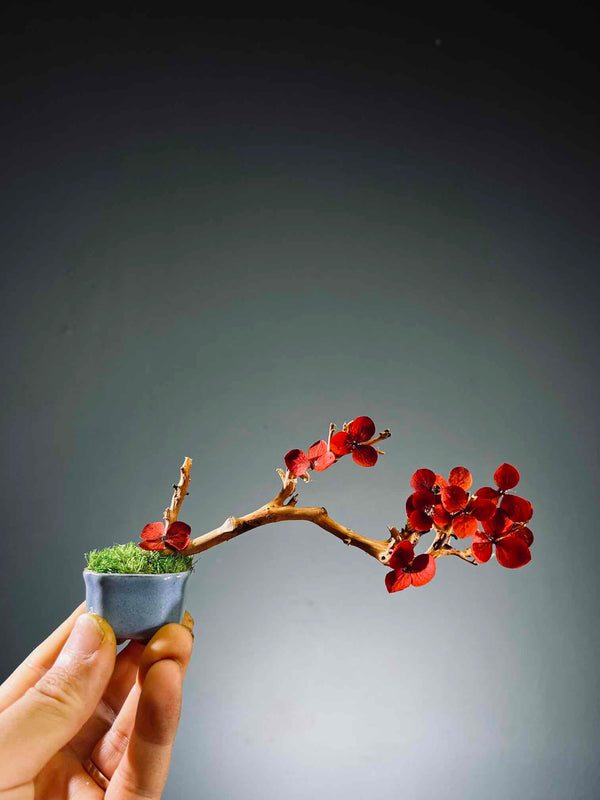 A Small Tree in the East - Flaming Autumn (Preserved Plants)