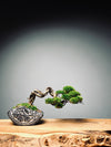 Lone Pine - Young (Preserved Plants)