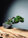 Lone Pine - Young (Preserved Plants)