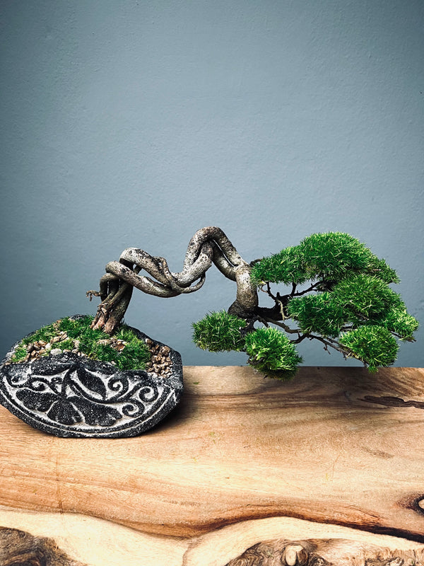 Lone Pine - Young (Preserved Plants)