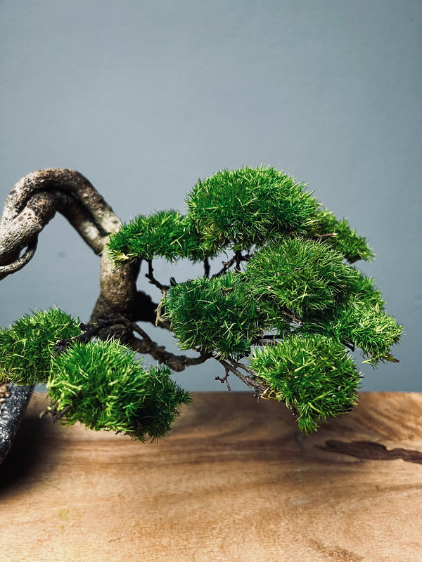 Lone Pine - Young (Preserved Plants)