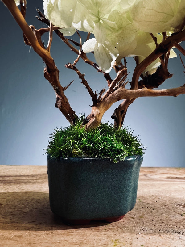 A Small Tree in the East - Early Spring (Preserved Plants)