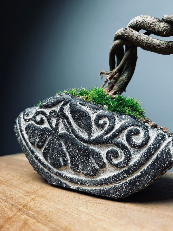 Lone Pine - Young (Preserved Plants)