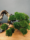 Lone Pine - Young (Preserved Plants)
