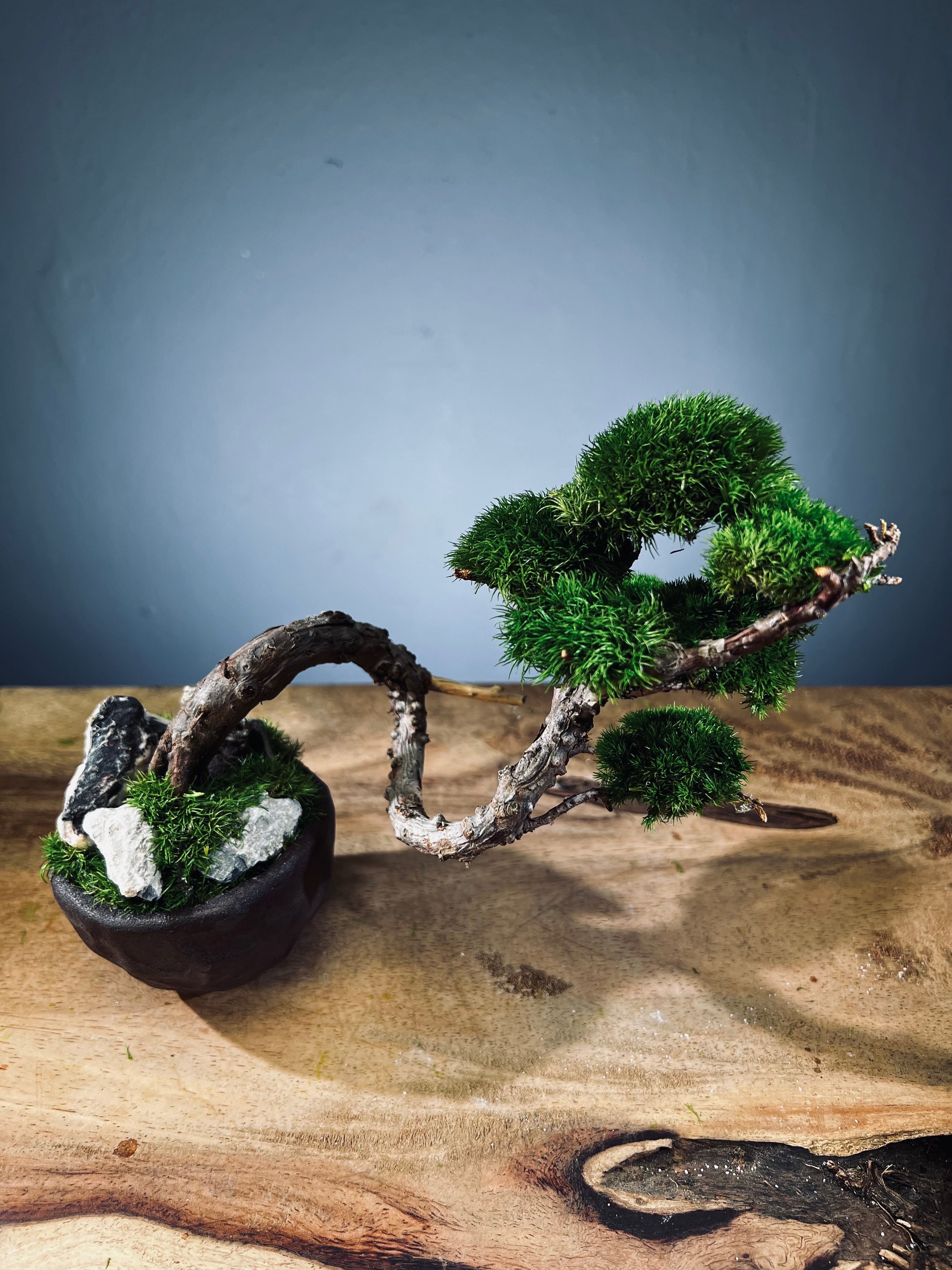 Juniper by the Winding Path - Handmade Clay edition (Preserved Plants)