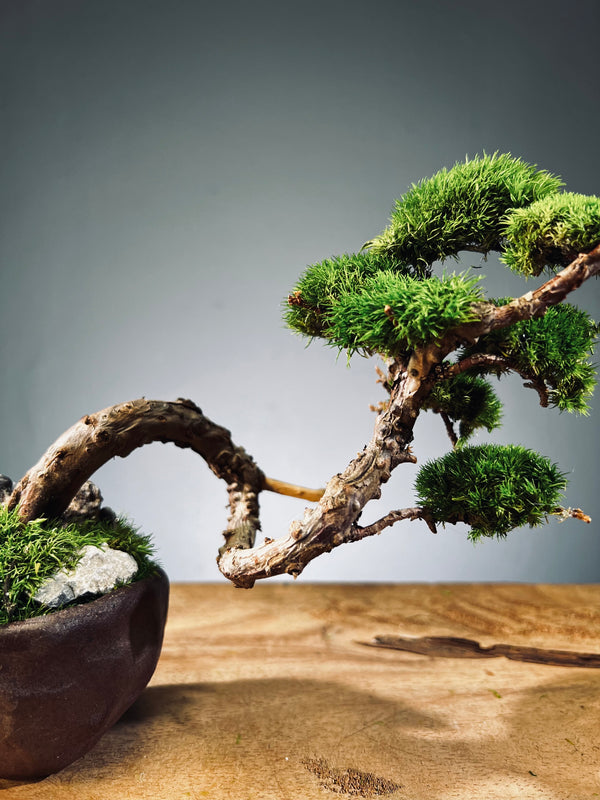 Juniper by the Winding Path - Handmade Clay edition (Preserved Plants)