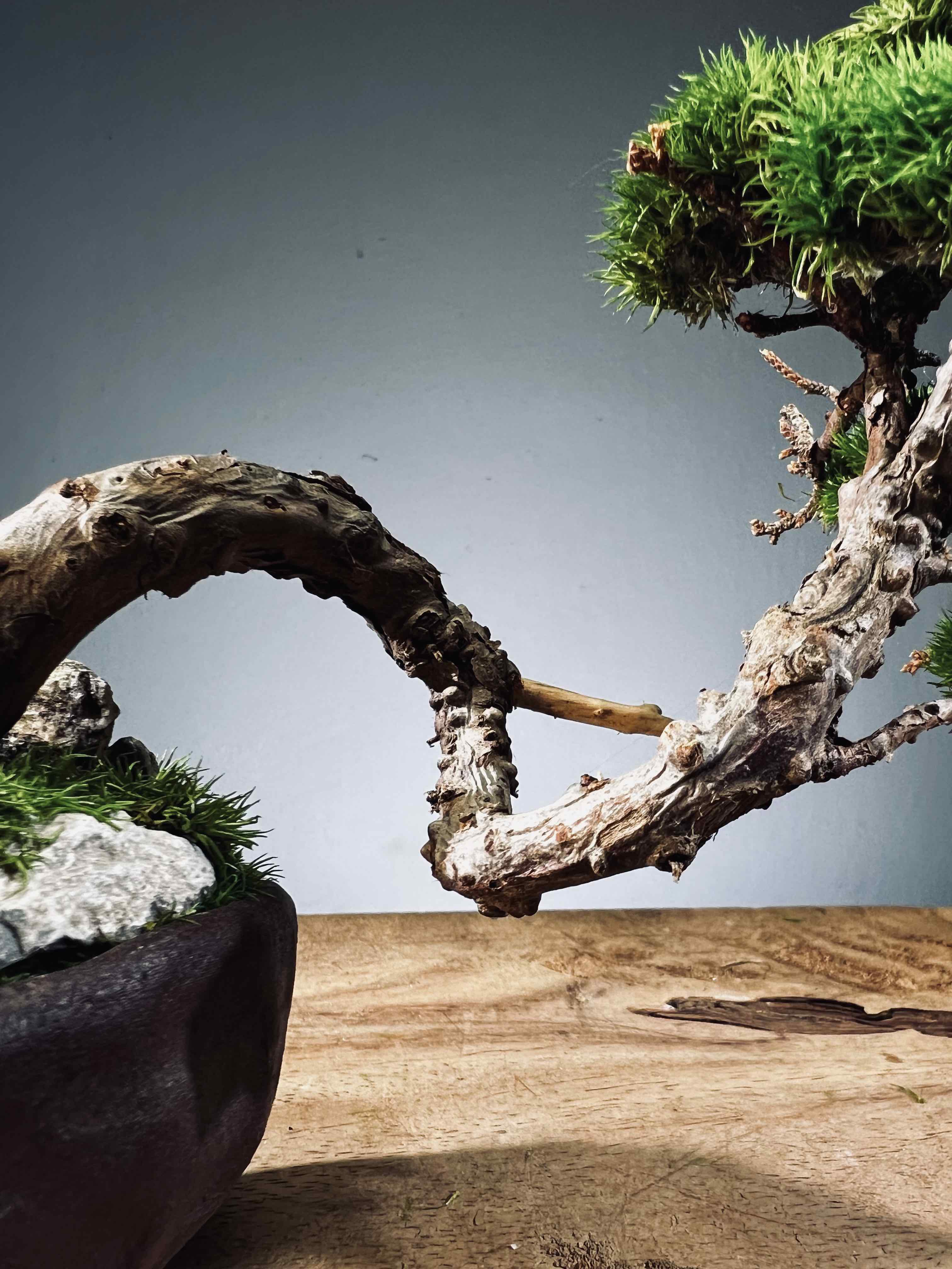 Juniper by the Winding Path - Handmade Clay edition (Preserved Plants)