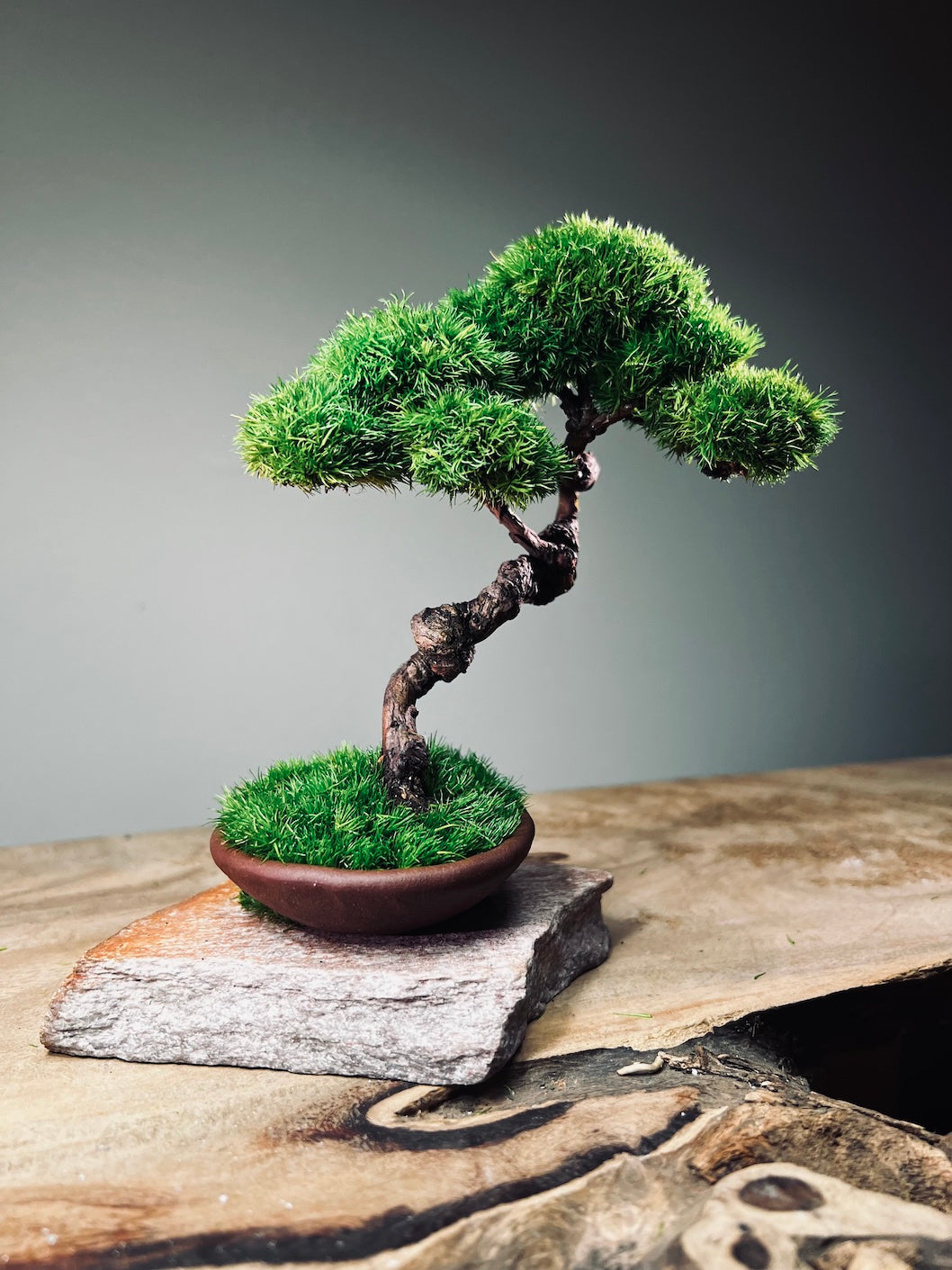 Juniper by the Winding Path - Cultured Garden (Preserved Plants)