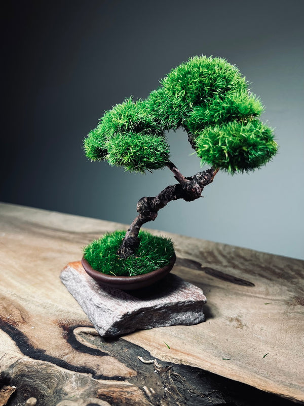 Juniper by the Winding Path - Cultured Garden (Preserved Plants)