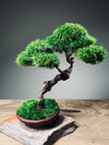 Juniper by the Winding Path - Cultured Garden (Preserved Plants)