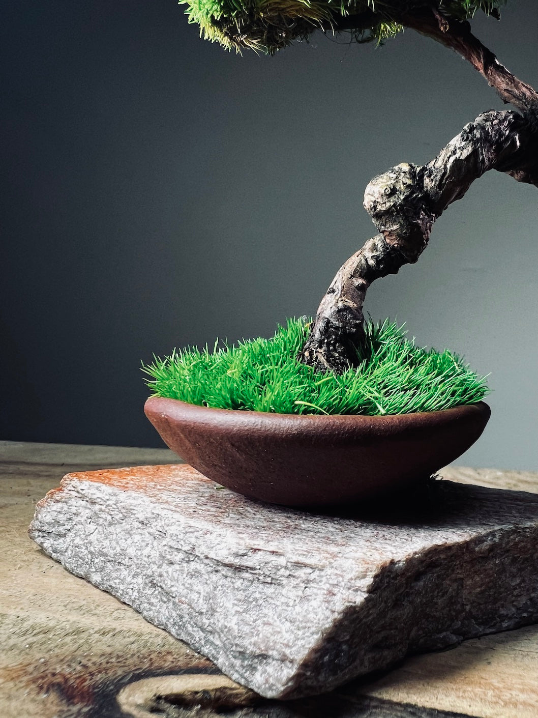 Juniper by the Winding Path - Cultured Garden (Preserved Plants)