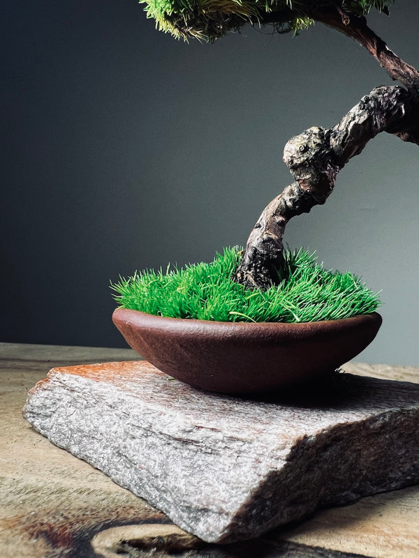 Juniper by the Winding Path - Cultured Garden (Preserved Plants)