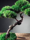 Juniper by the Winding Path - Cultured Garden (Preserved Plants)
