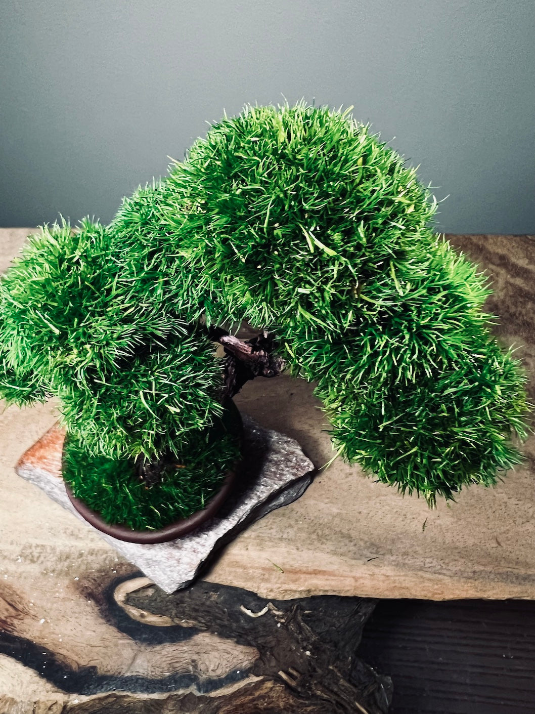 Juniper by the Winding Path - Cultured Garden (Preserved Plants)