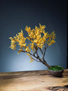 Golden Touch of September (Preserved Plants)