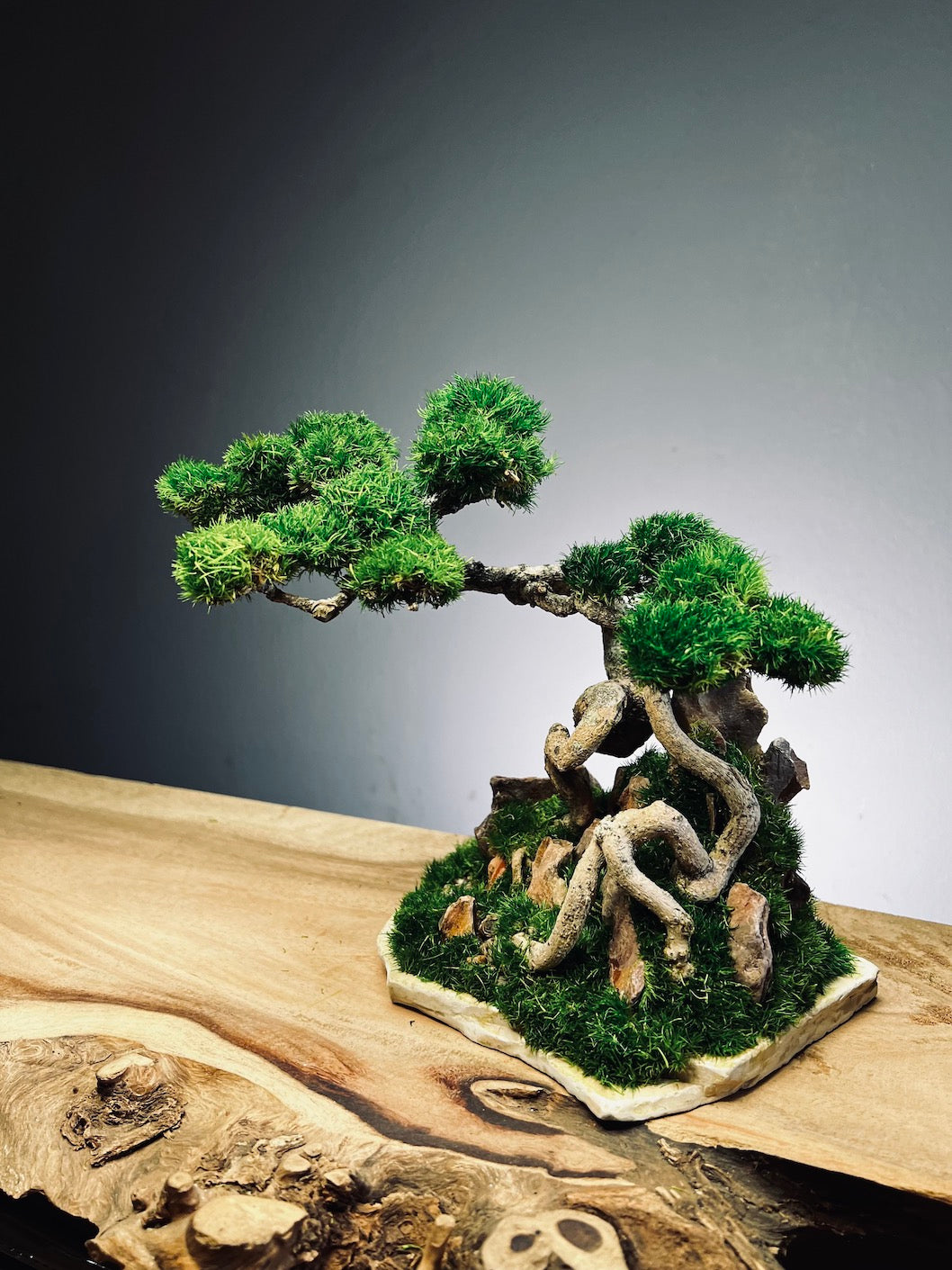 Eagle Rock (Preserved Plants)