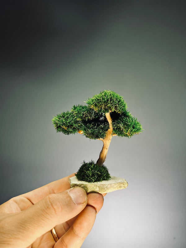 A Small Tree in the East - Classic edition - Smaller version (Preserved Plants)