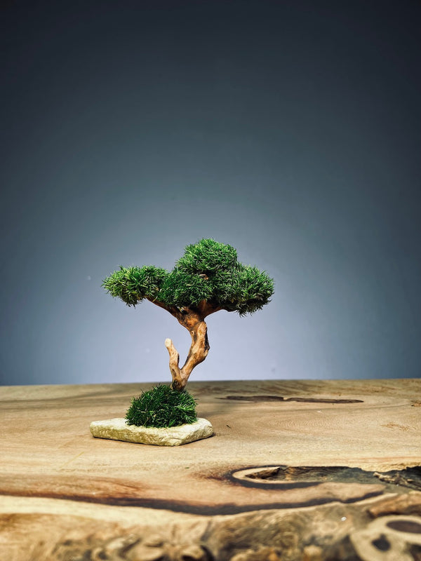 A Small Tree in the East - Classic edition - Smaller version (Preserved Plants)