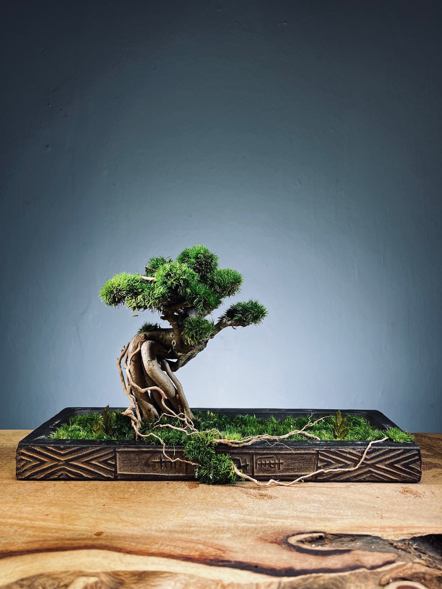 Greenwood - Grace edition (Preserved Plants)
