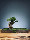 Greenwood - Grace edition (Preserved Plants)
