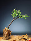 Bear Wood (Preserved Plants)