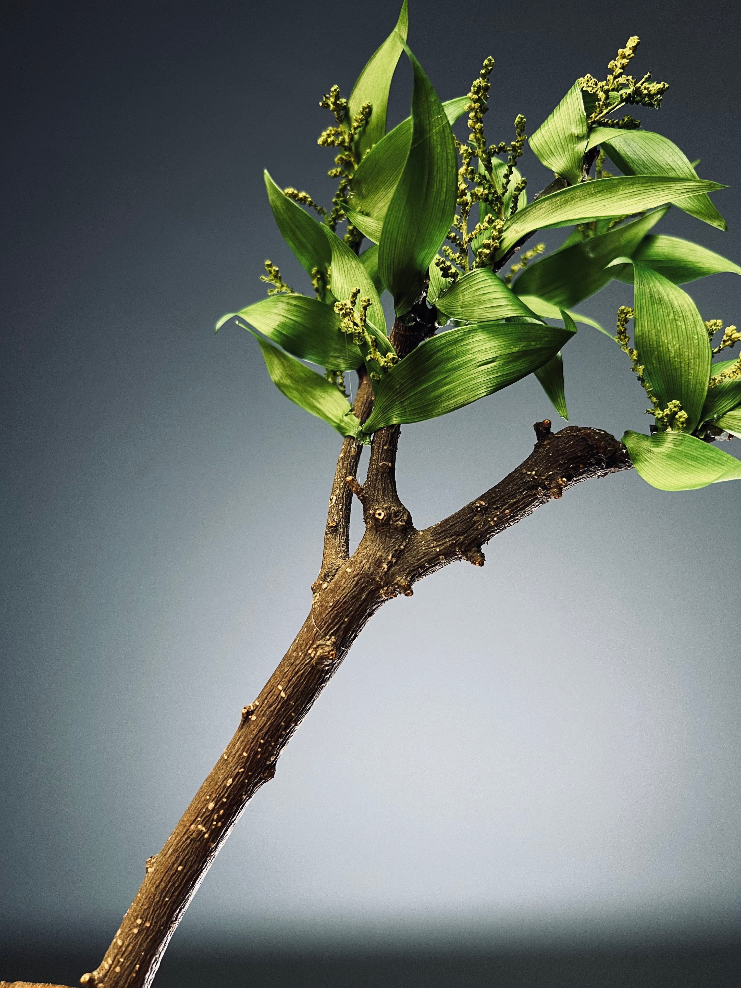 Bear Wood (Preserved Plants)