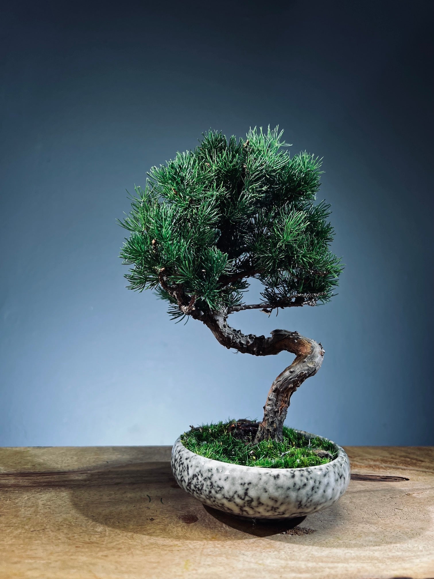 Juniper by the Winding Path (Preserved Plants)