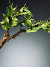 Bear Wood (Preserved Plants)