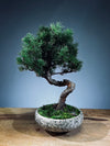 Juniper by the Winding Path (Preserved Plants)