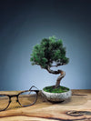 Juniper by the Winding Path (Preserved Plants)