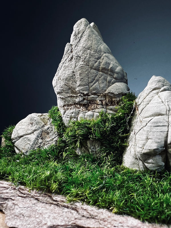Elephant Hill (Preserved Plants)