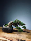 Summer's Whispers - Grace edition (Preserved Plants)