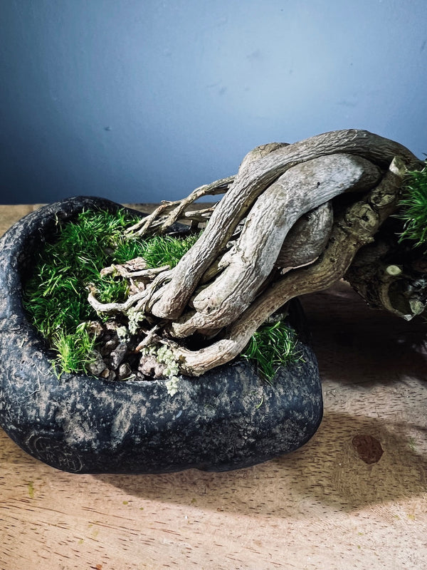 Summer's Whispers - Grace edition (Preserved Plants)