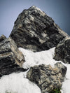 Alpine Meadow - Snowpeak (Preserved Plants)