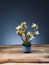 A Small Tree in the East - West Wood Moves (Preserved Plants)