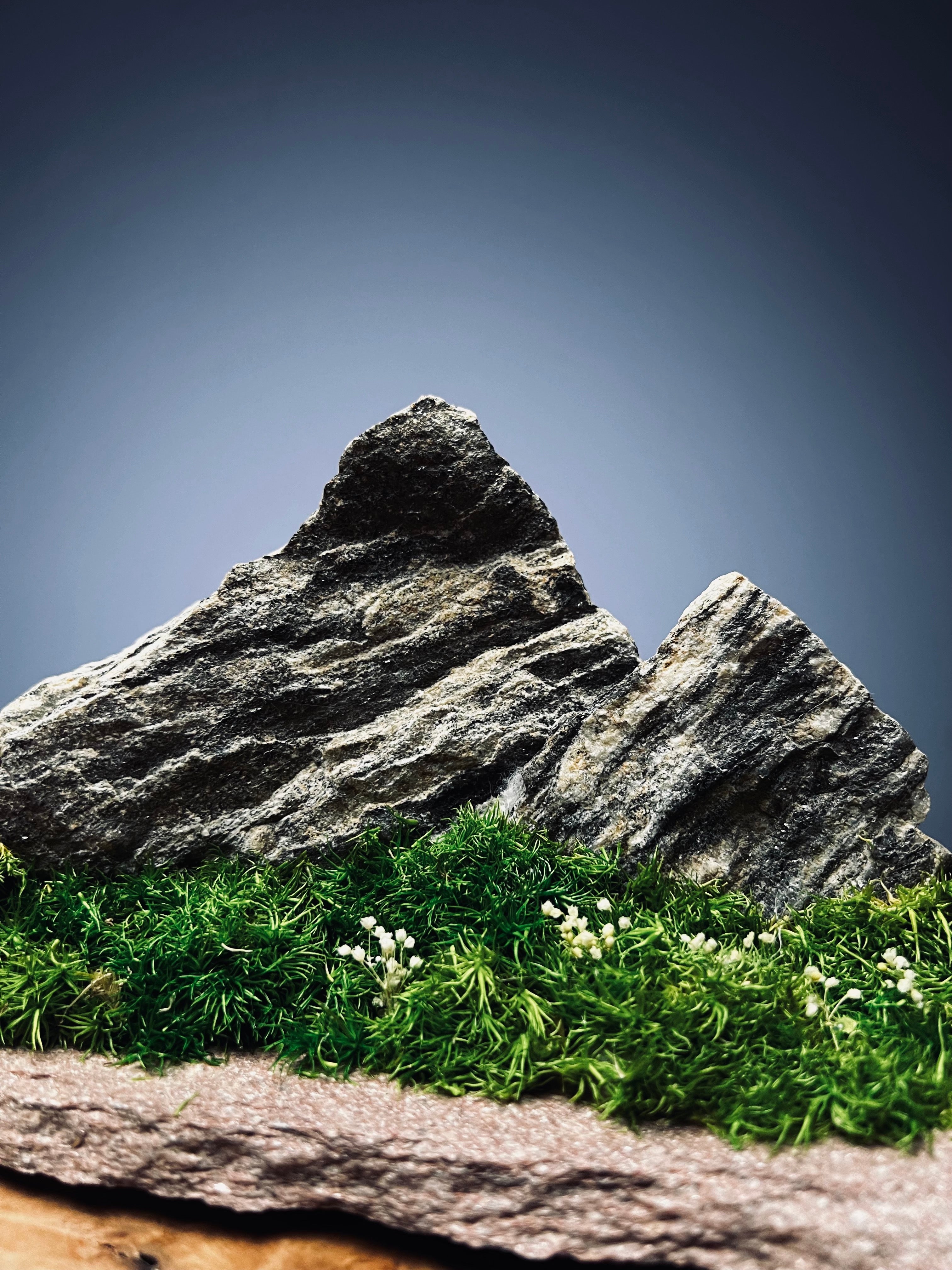 Twin Peaks (Preserved Plants)