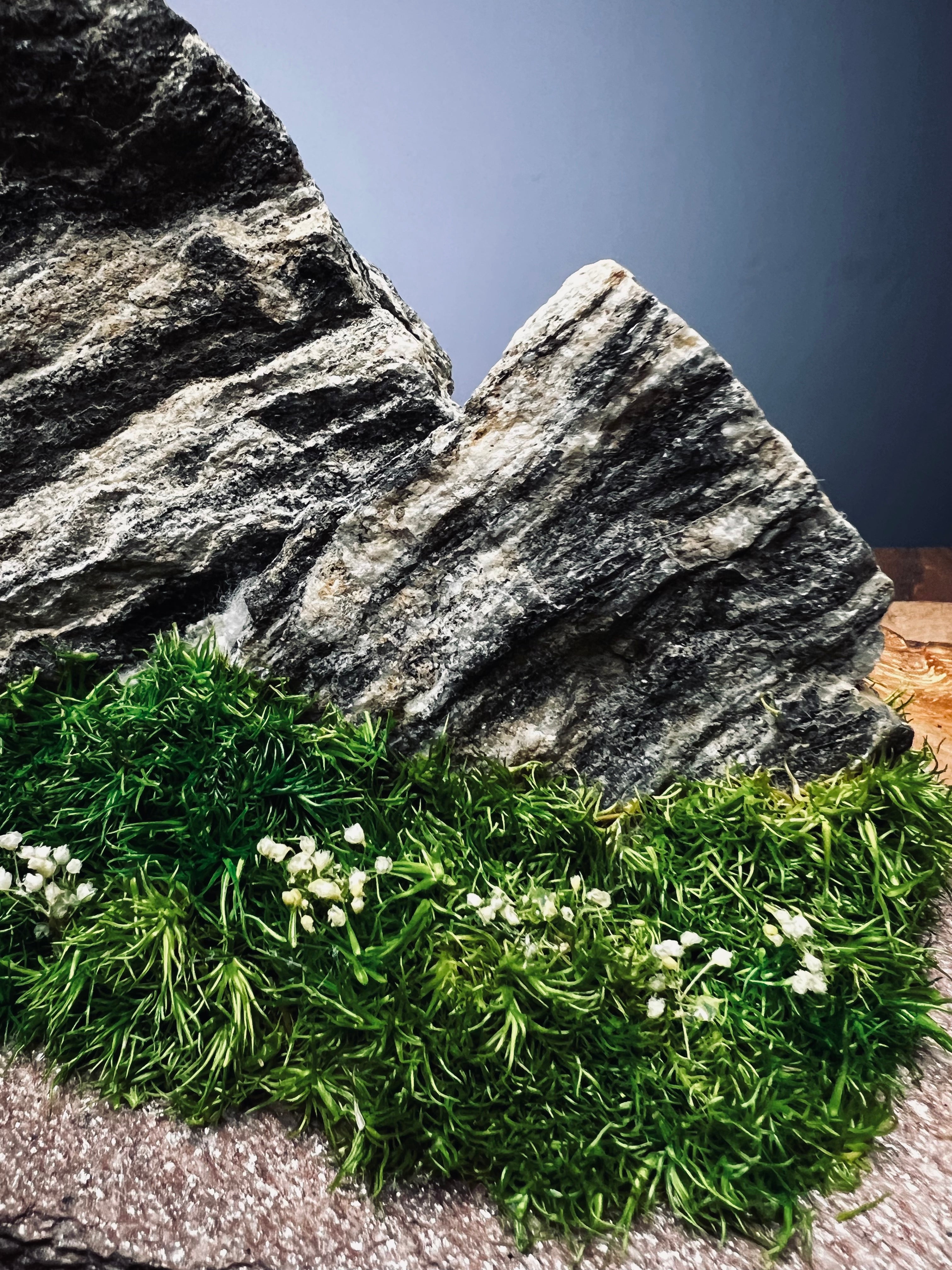 Twin Peaks (Preserved Plants)