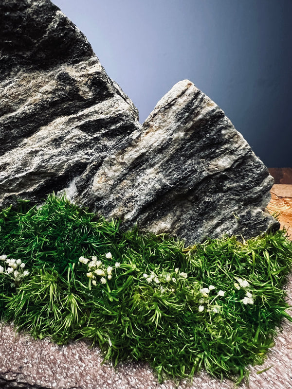 Twin Peaks (Preserved Plants)