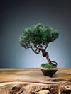 Juniper by the Winding Path (Preserved Plants)
