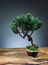 Juniper by the Winding Path (Preserved Plants)
