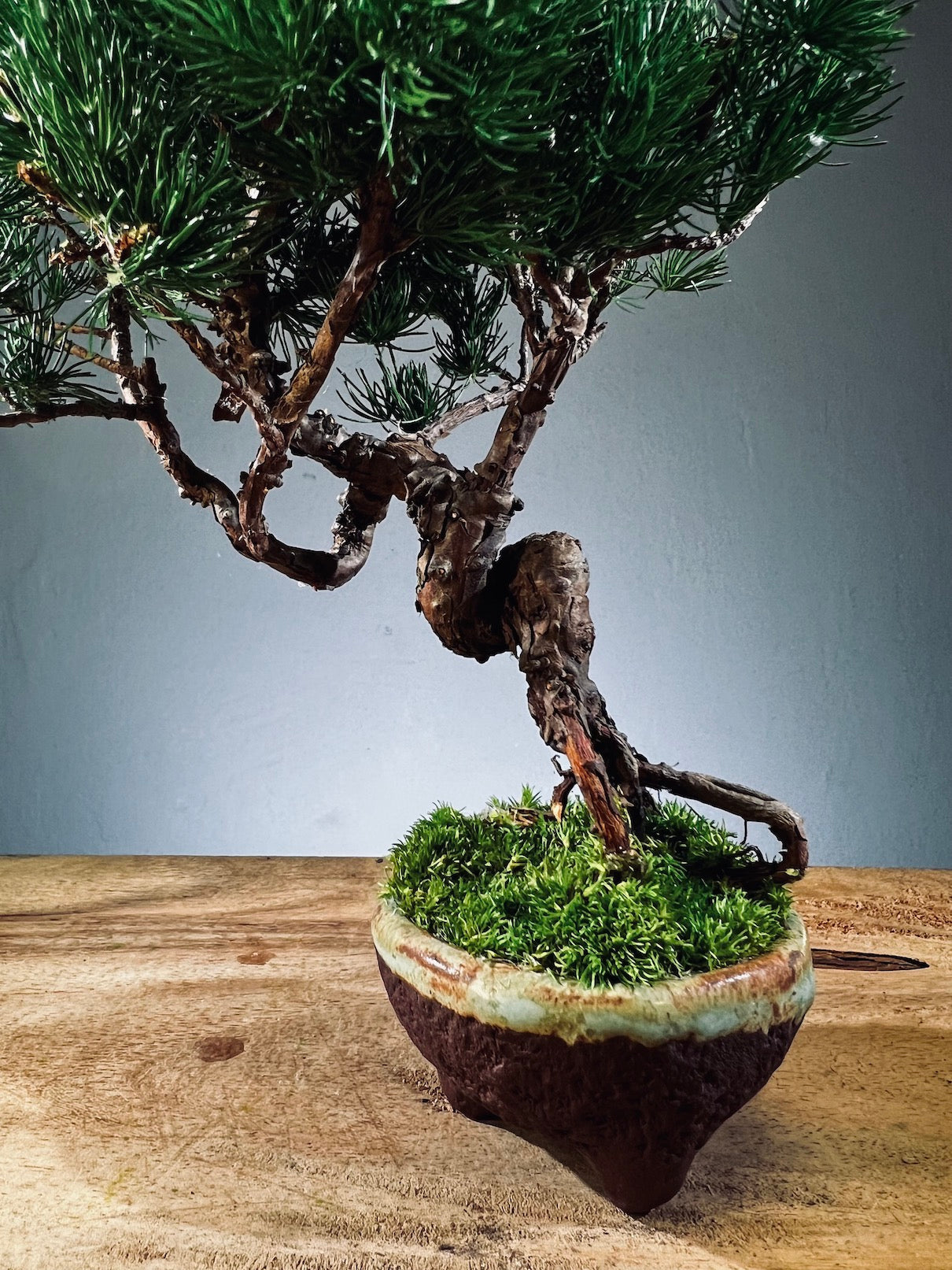 Juniper by the Winding Path (Preserved Plants)