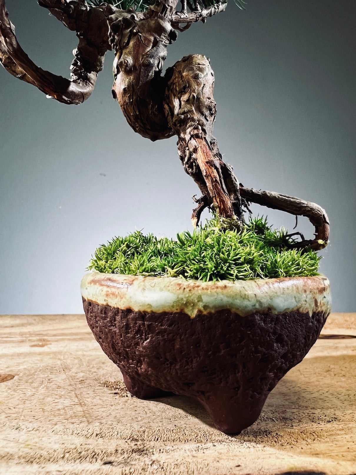 Juniper by the Winding Path (Preserved Plants)