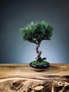 Juniper by the Winding Path (Preserved Plants)