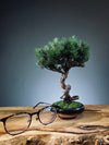 Juniper by the Winding Path (Preserved Plants)