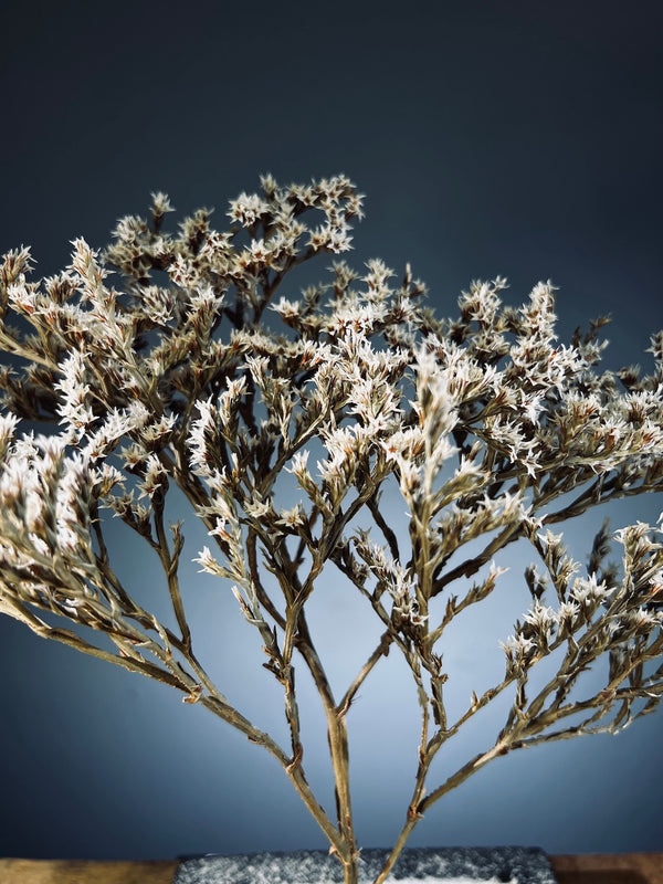 Snowfall - Anchor edition (Preserved Plants)