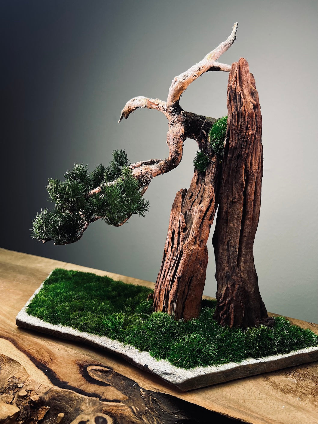 Juniper by the Winding Path - Cliffwood edition (Preserved Plants)