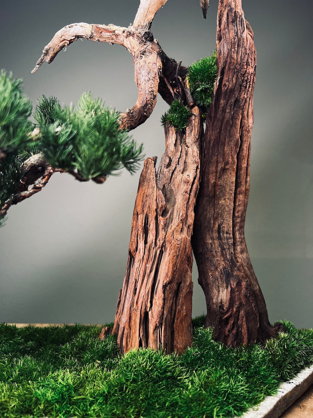 Juniper by the Winding Path - Cliffwood edition (Preserved Plants)