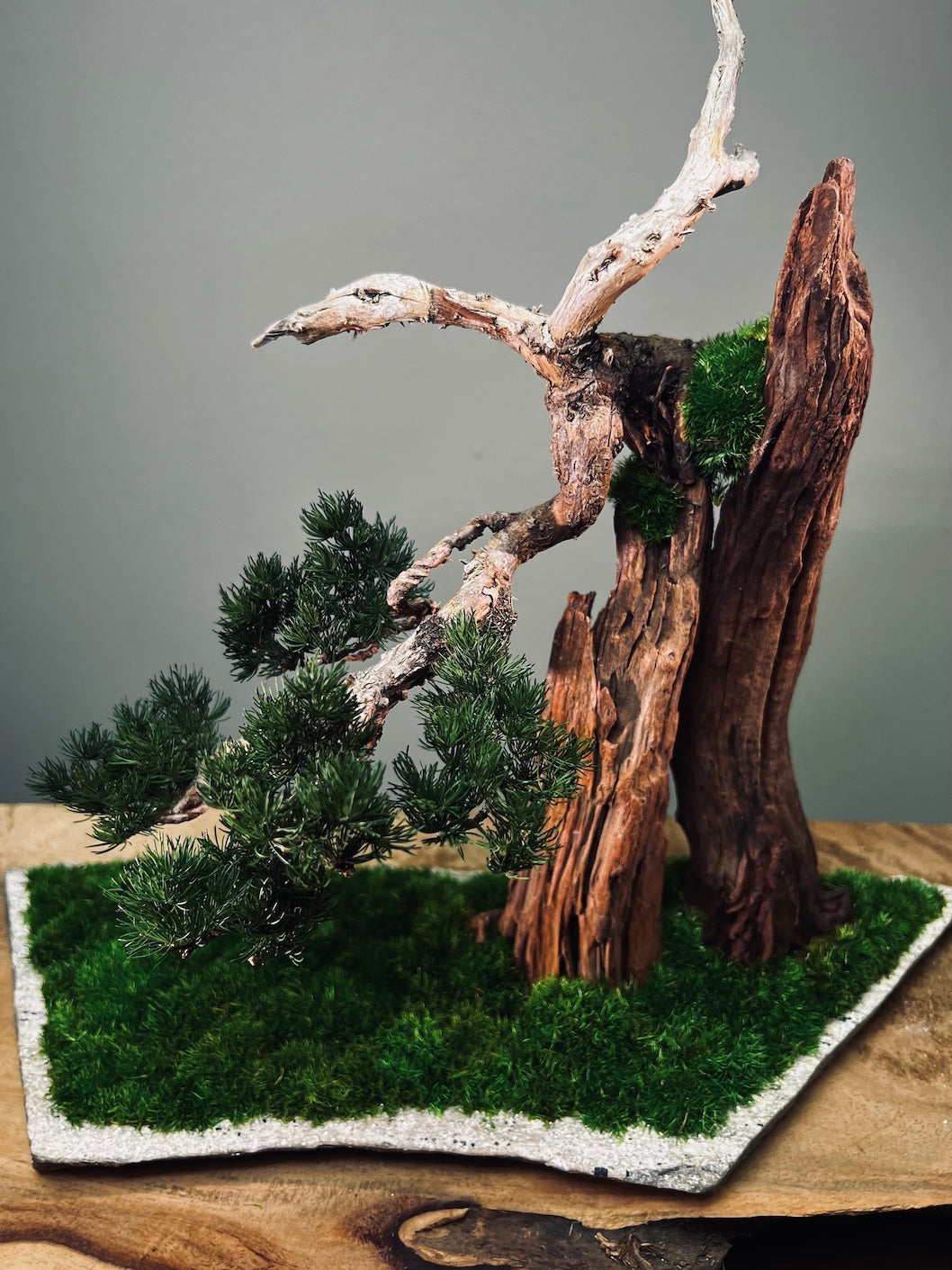 Juniper by the Winding Path - Cliffwood edition (Preserved Plants)