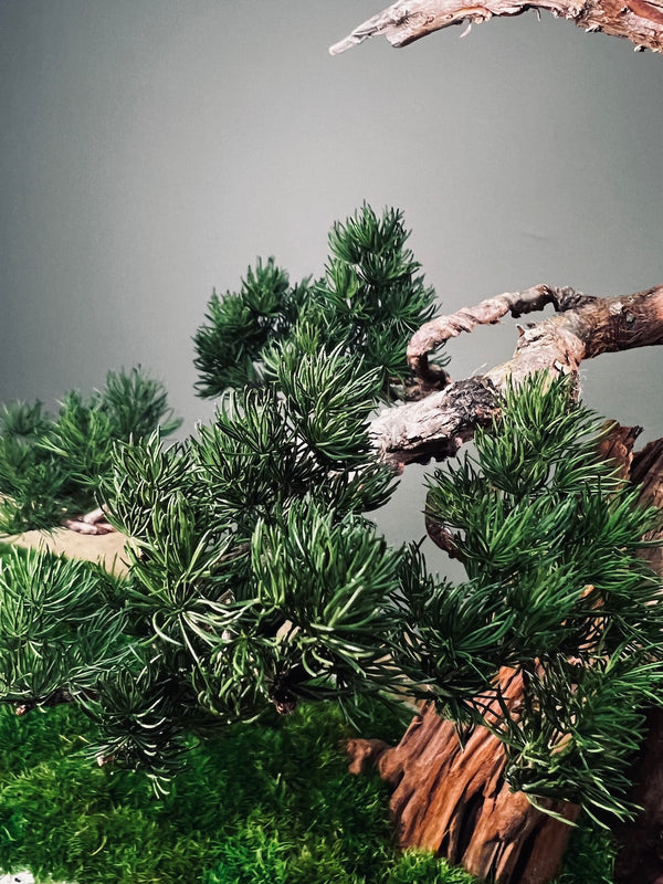 Juniper by the Winding Path - Cliffwood edition (Preserved Plants)